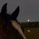 horses