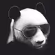 Cool Panda