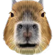 CapyBlast