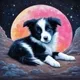 Neon Blast Border Collie