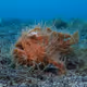 BLAST FROGFISH