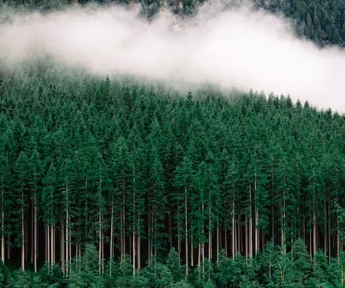 A dense forest of pine trees