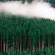 A dense forest of pine trees