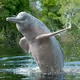 Dolphin