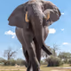 African Safari Animal