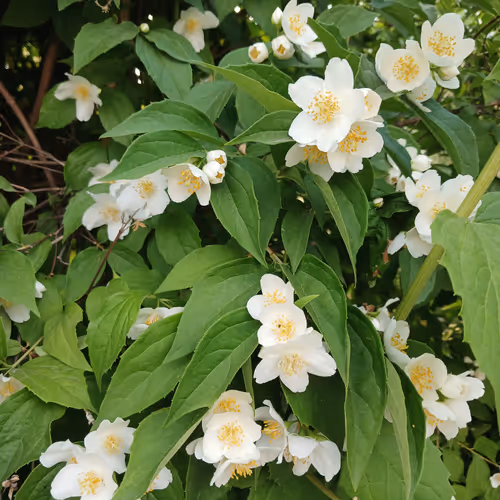 Best flowers in word.