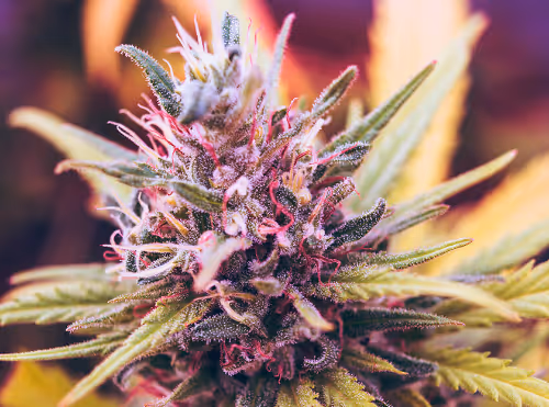 Cannabis
