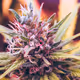 Cannabis