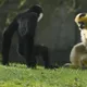 fe
