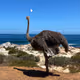 EMU