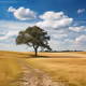 An old tree in a field