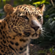 BIGCAT