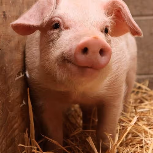 Smiling pig