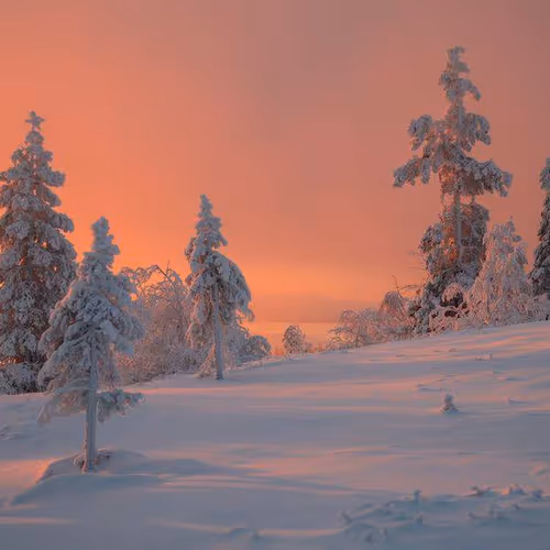 snowy trees