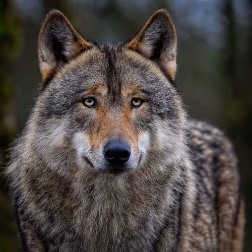 Woolf