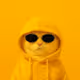 Yellow Catz