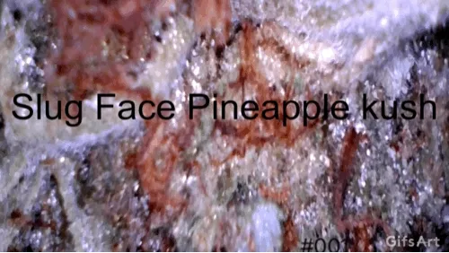 #001 Slug Face WEED Snail trails