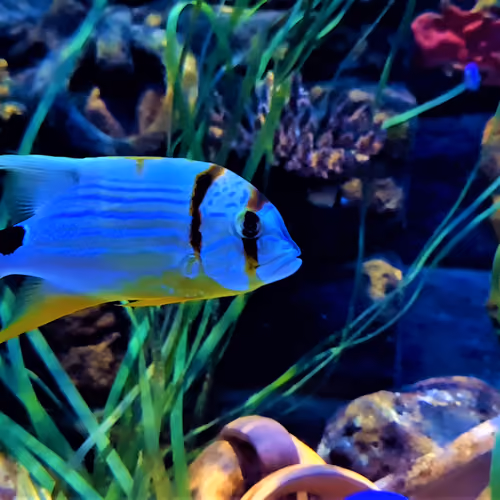 01_SeaLife