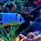 01_SeaLife
