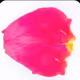 Infinite Petals by Sarah