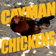 100 Cayman Chickens Collection
