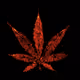 12 Cannabis - old