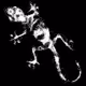 12 Lizards - old