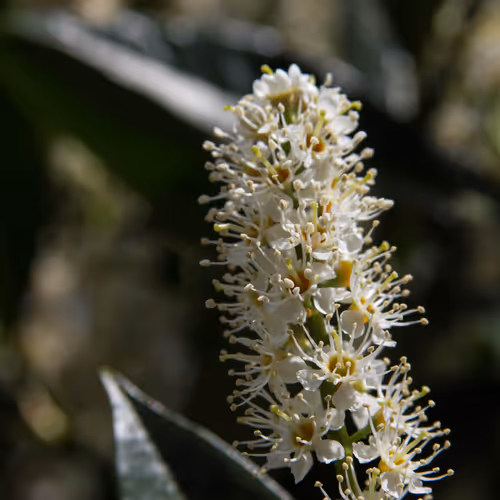 Nature Collection - xmQGoXszoM