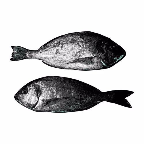 15 shades of fish
