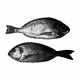 15 shades of fish