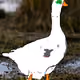 Geese Of The Waters - old - old