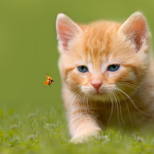 1cute cat