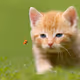 1cute cat