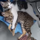 2 Cat