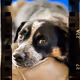 35mm_Doggies
