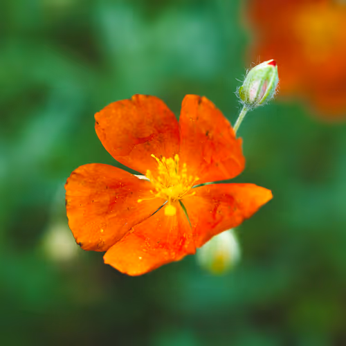 37 Reasons To Enjoy Spring - old