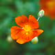 37 Reasons To Enjoy Spring - old