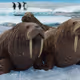 3D ANIMAL PLANET