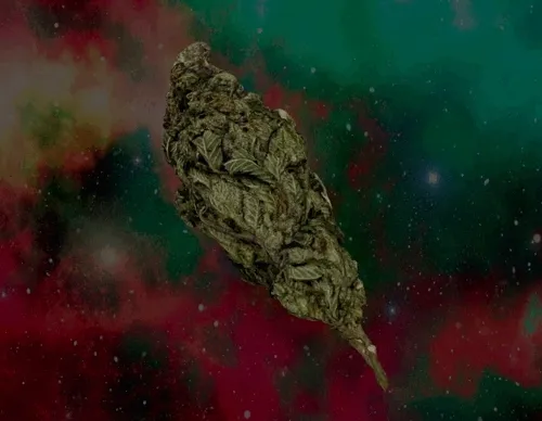 3D Weed Buds - old