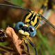 42 Insects