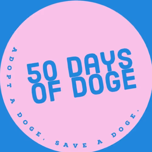 50 Days of Doge