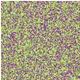 Collection 100x100 Dinamic