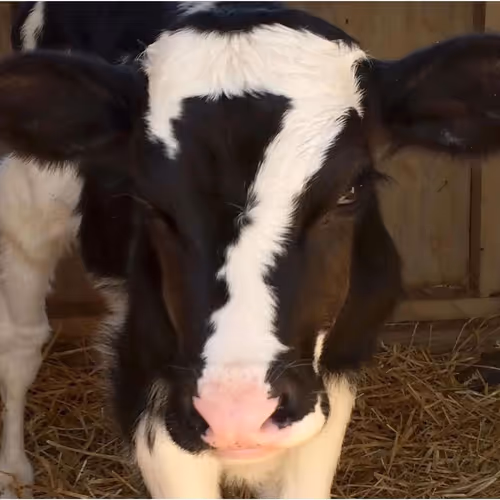 7 Cow Life
