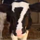 7 Cow Life