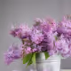 A Bundle Of Lilac
