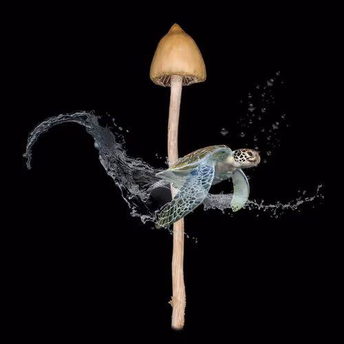 A connection to the gods