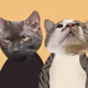 A COPY OF CATS - old