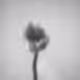 A flower study - old