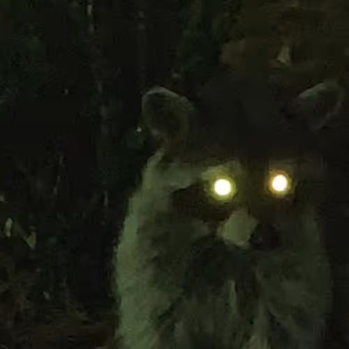 A Forest of Raccoons