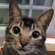 A LITTLE CAT - old